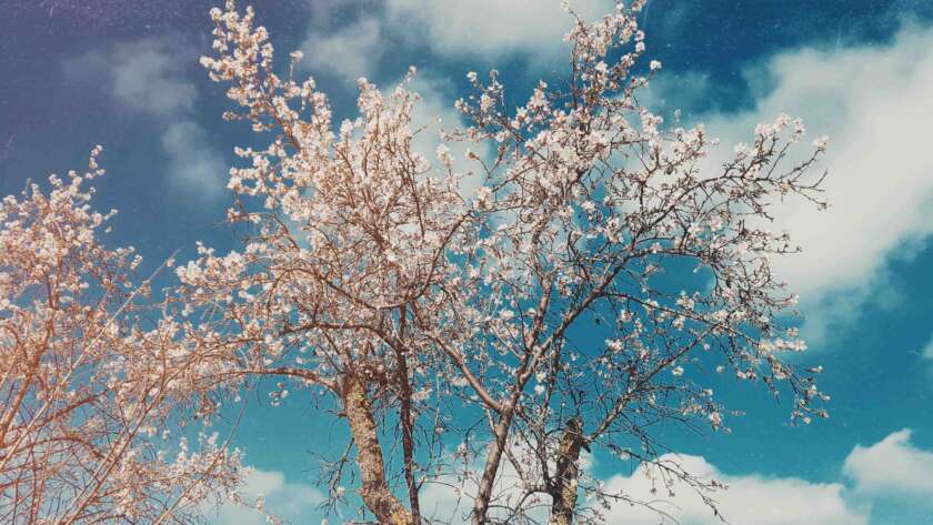 Almond tree